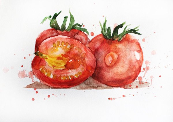 Помидор акварелью