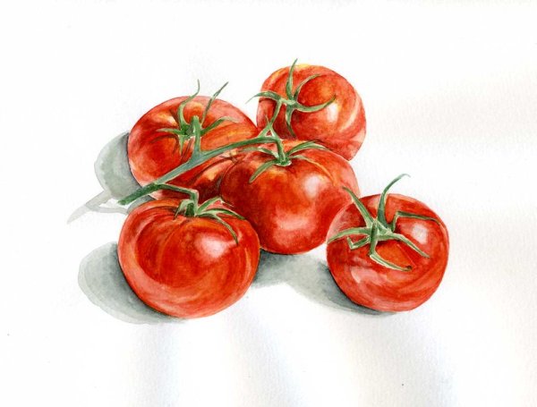 Помидор гуашью