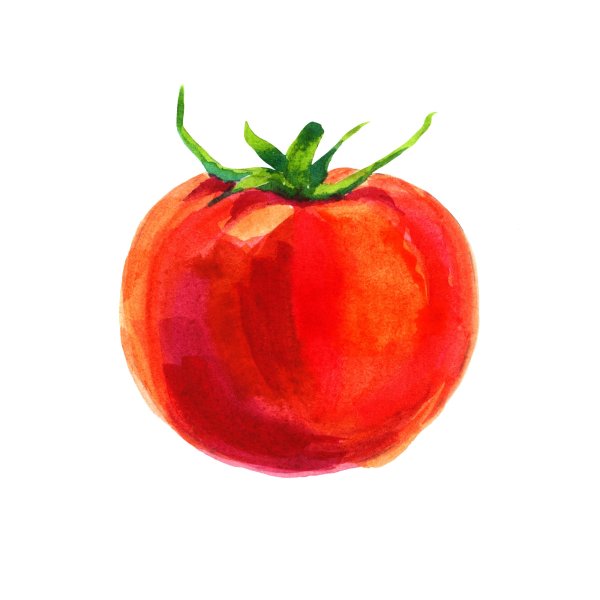 Акварельный помидор