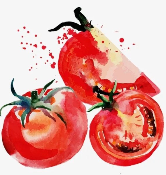 Акварельный скетч помидор