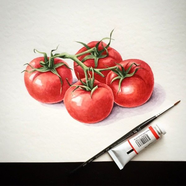 Помидор акварелью