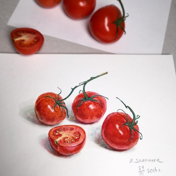 Помидор акварелью