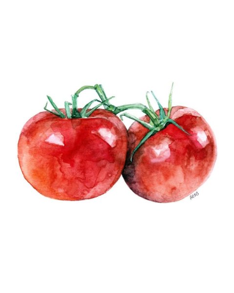 Этюд помидора акварель