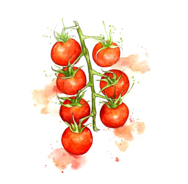 Помидор гуашью