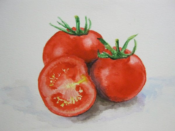 Помидор акварелью живопись