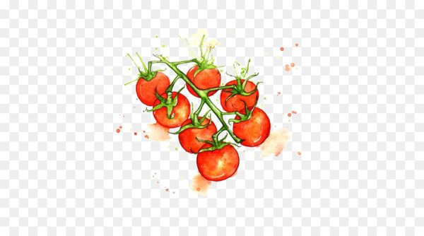 Помидоры черри акварель