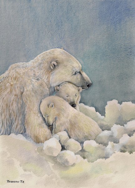 Бруно Августо «белый медведь»