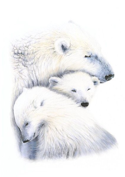 Белый медведь рисунок