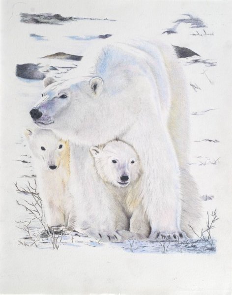 Нарисовать белого медведя