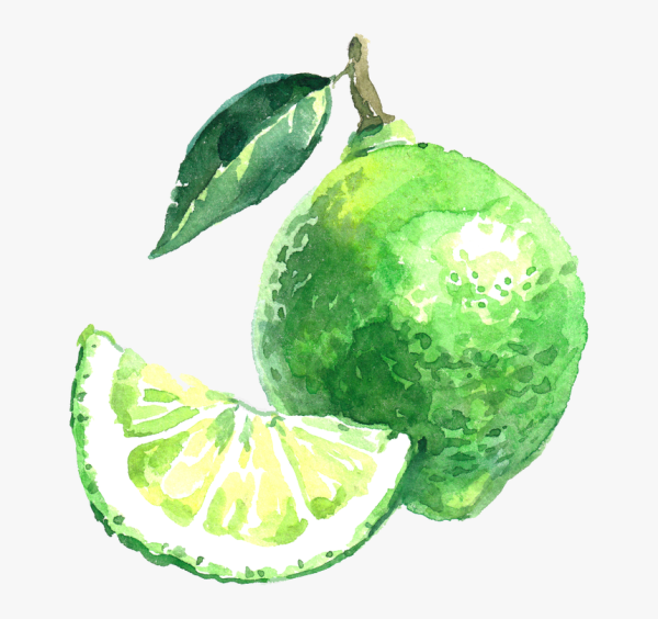 Фрукты акварелью лайм