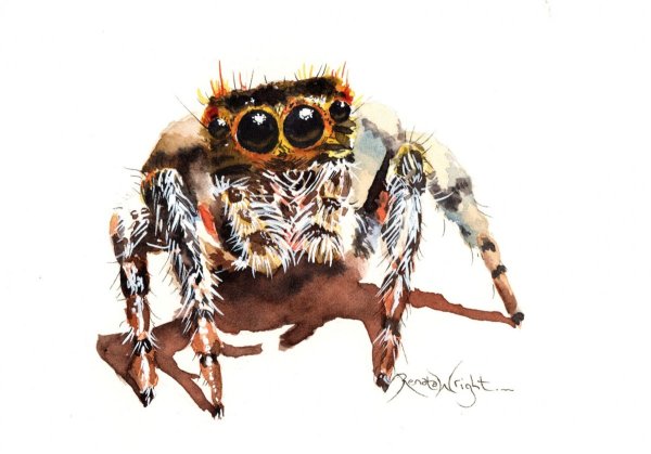 Милый паук арт