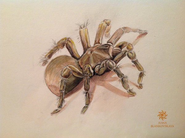 Паук акварелью