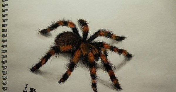 Паук птицеед рисунок