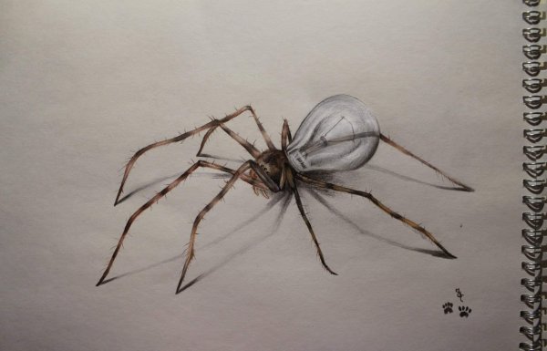 Паук фото карандашом