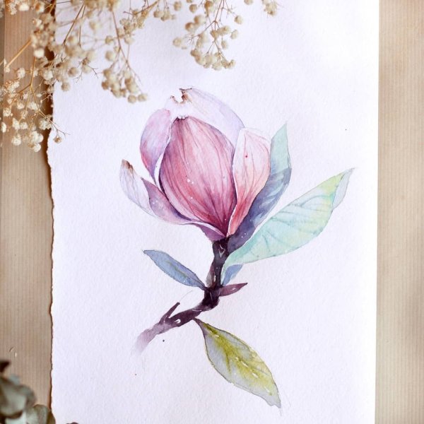 Магнолия Суланжа акварель