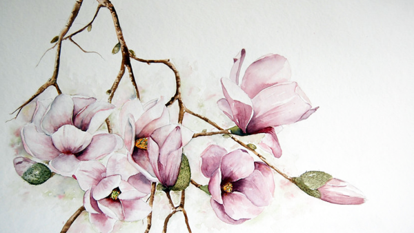 Ботаническая живопись акварелью Магнолия