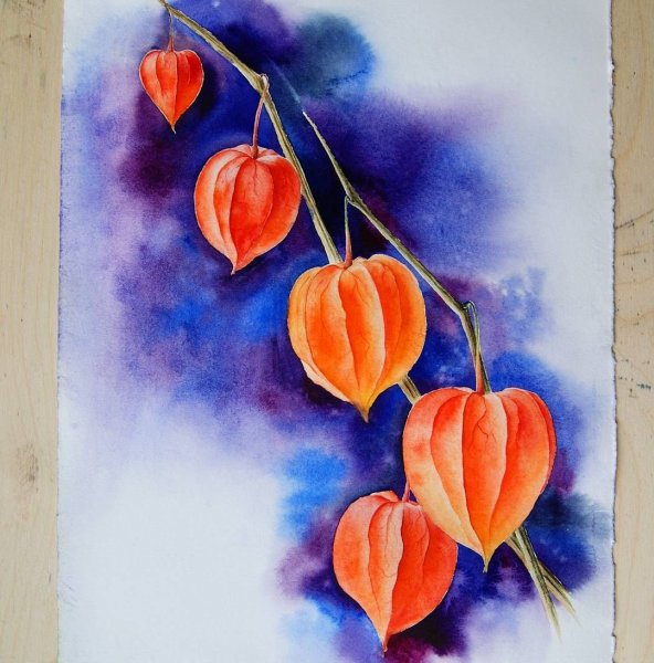 Физалис акварелью