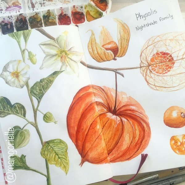 Акварель Ботаническая физалис