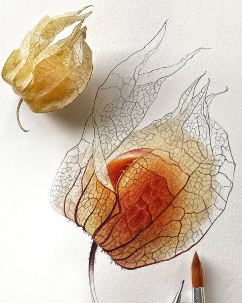 Светлана Лансе физалис