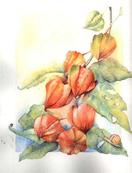 Ботаническая живопись физалис