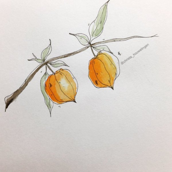 Физалис акварелью