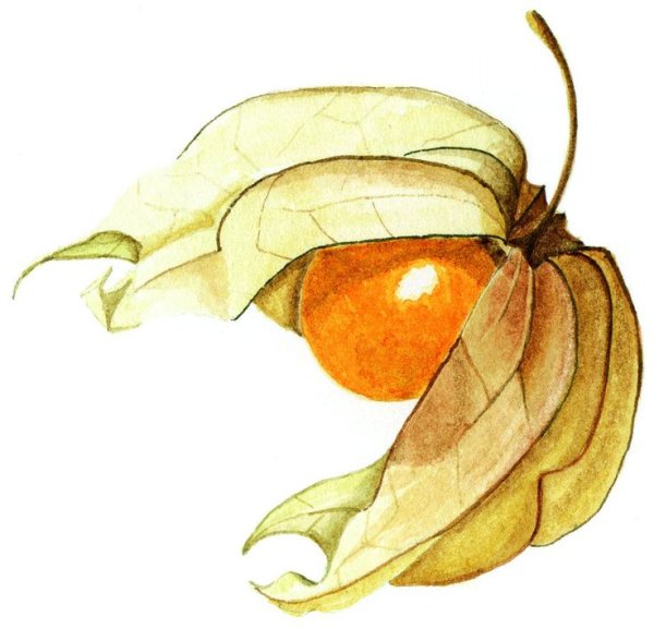 Ботаническая живопись физалис