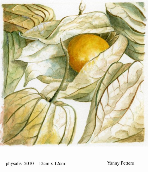 Физалис акварелью