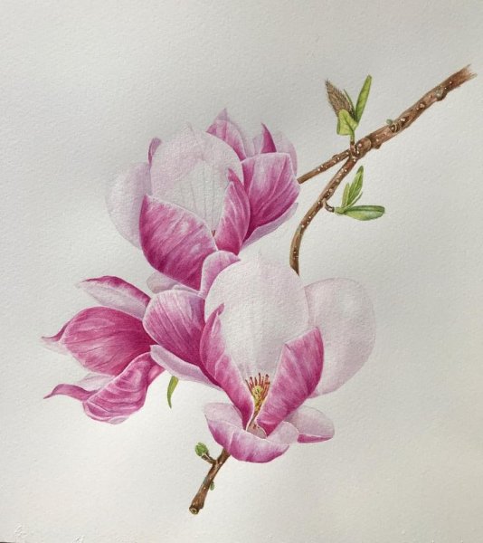 Магнолия Суланжа Ботаническая иллюстрация