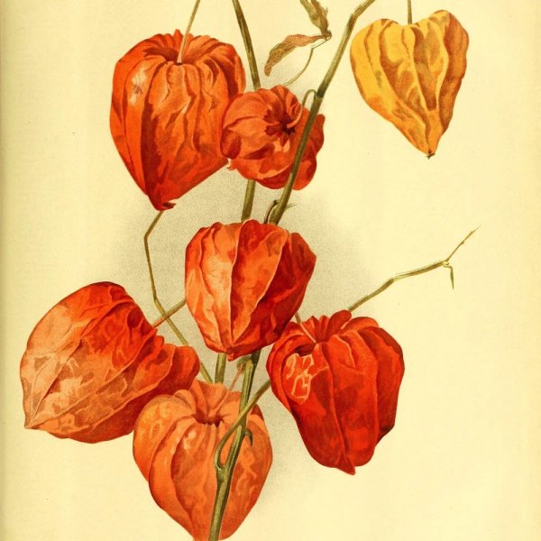 Акварель Ботаническая физалис