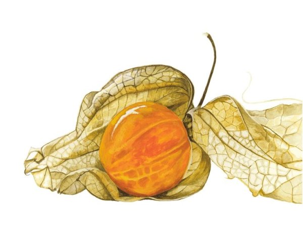 Акварель Ботаническая физалис