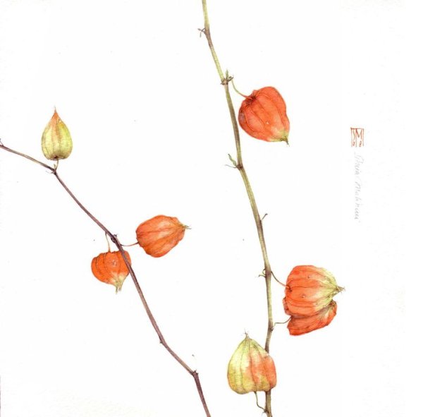Акварель Ботаническая физалис