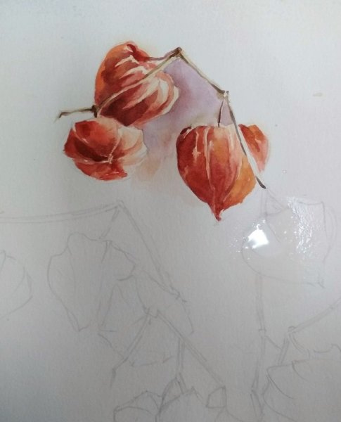 Физалис акварелью