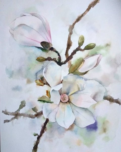 Цветы магнолии акварелью