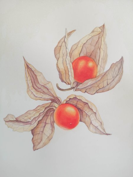 Физалис Инна Петрашкевич