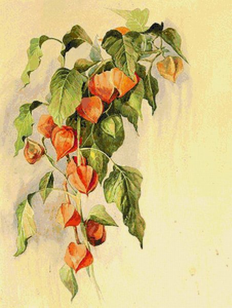 Акварель Ботаническая физалис