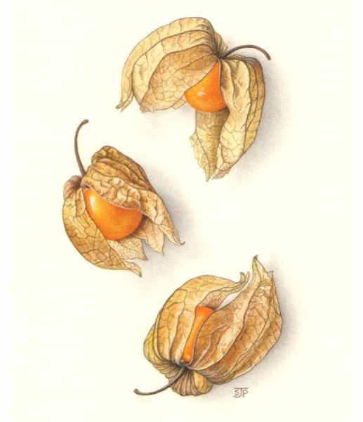 Акварель Ботаническая физалис