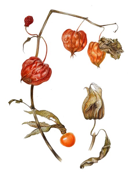 Физалис рисовать