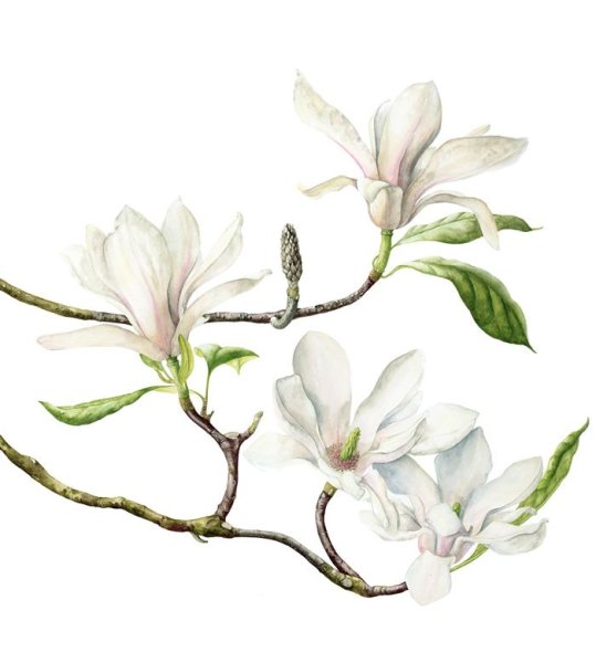 Магнолия акварель