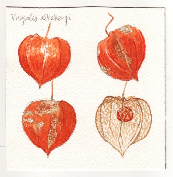 Светлана Лансе Ботаническая живопись