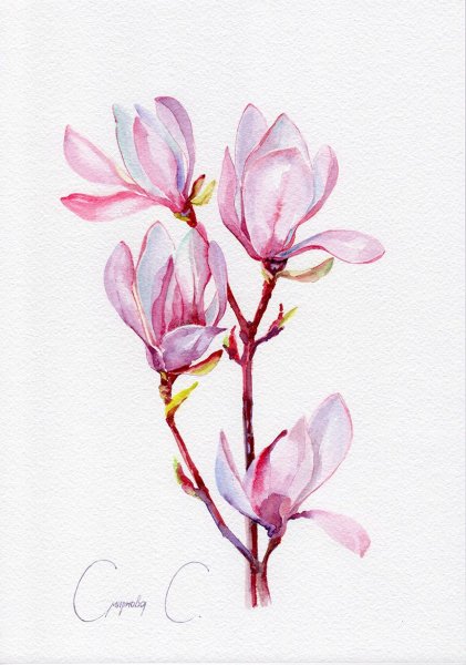 Акварельная Магнолия