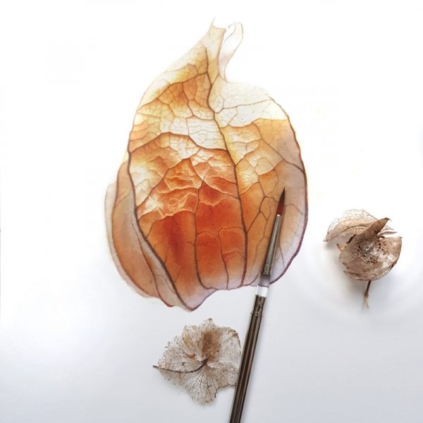 Рисуем физалис акварелью