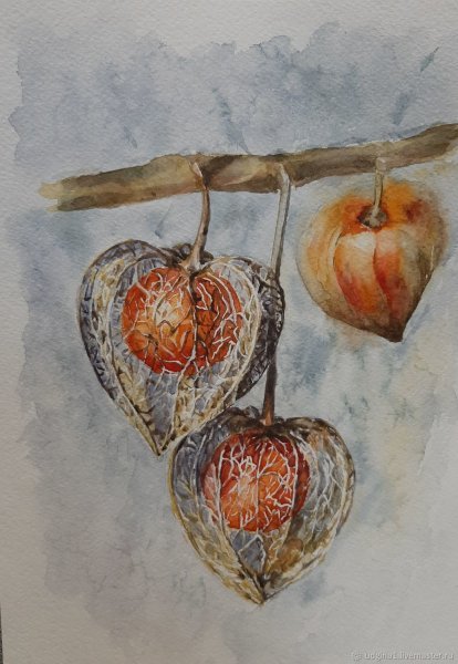 Физалис батик