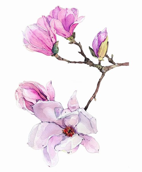 Цветы магнолии акварелью