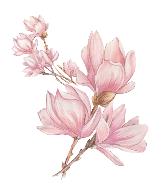 Магнолия Суланжа вектор