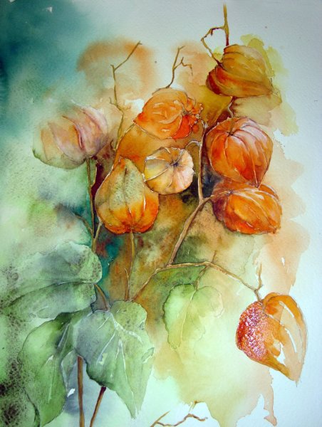 Физалис арт