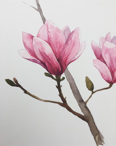Ботаническая живопись акварелью Магнолия