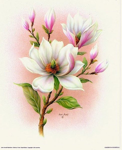 Элизабет Магнолия арт