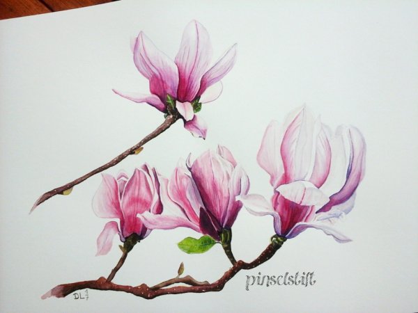 Магнолия Суланжа вектор