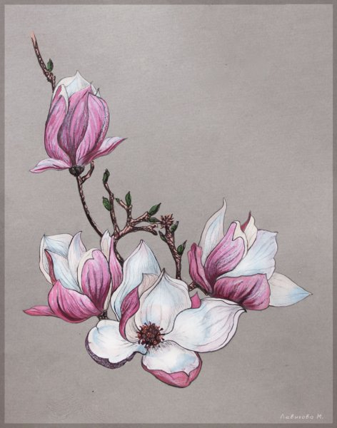 Гунби розовая Магнолия