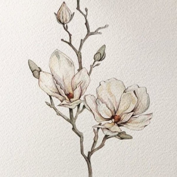 Магнолия акварель рисунок орнамент